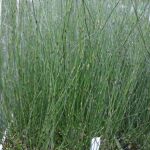 APODASMIA SIMILUS (Oioi)