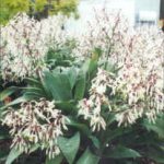 ARTHROPODIUM CIRRATUM ‘MATAPOURI BAY’ (Renga renga