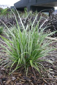 ASTELIA BANKSII 7cm $3.65