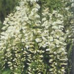 WISTERIA-FLORIBUNDA-SNOW-SHOWER.