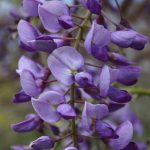 WISTERIA-SINENSIS-AMETHYST